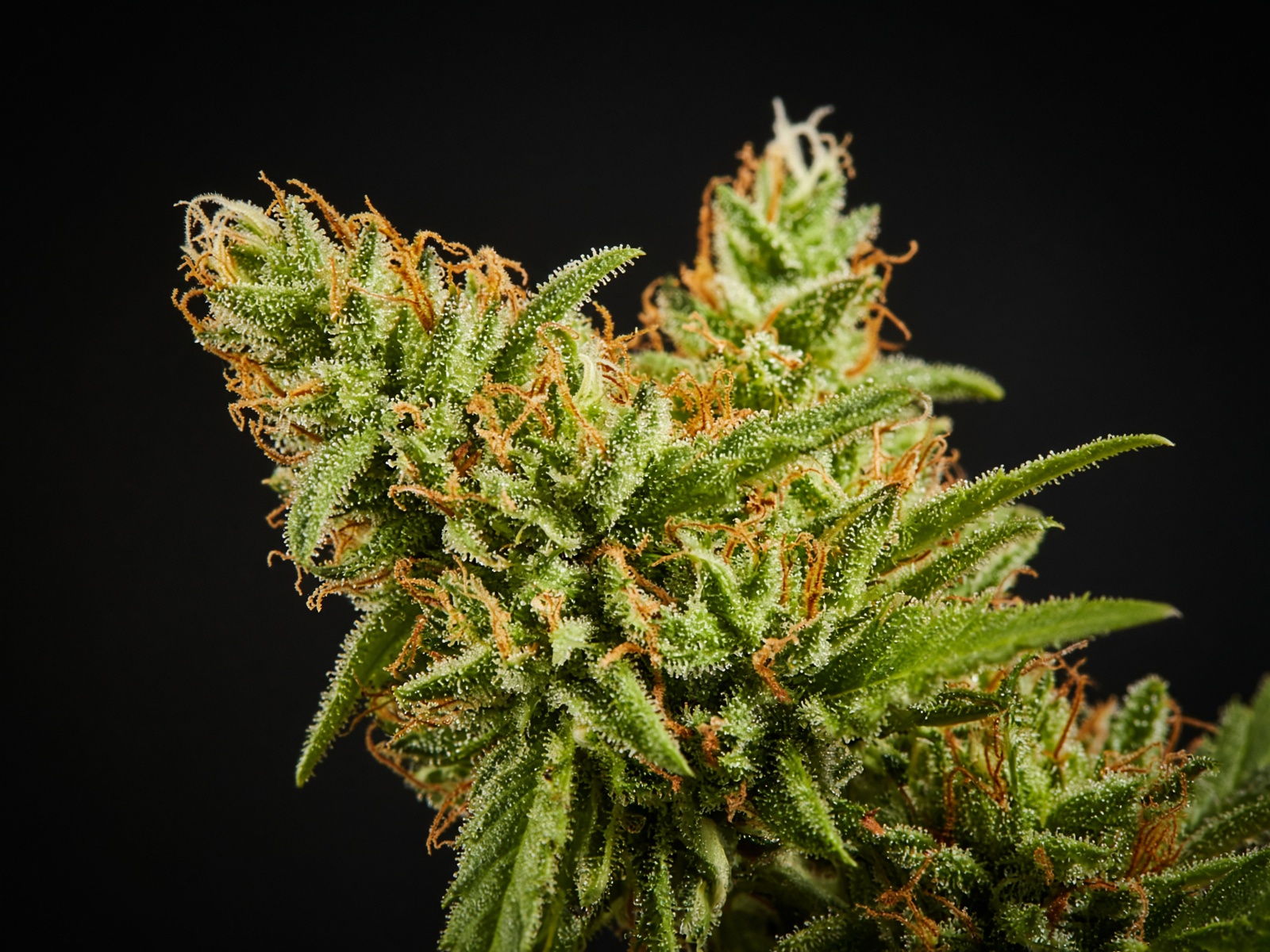Durban Poison flower