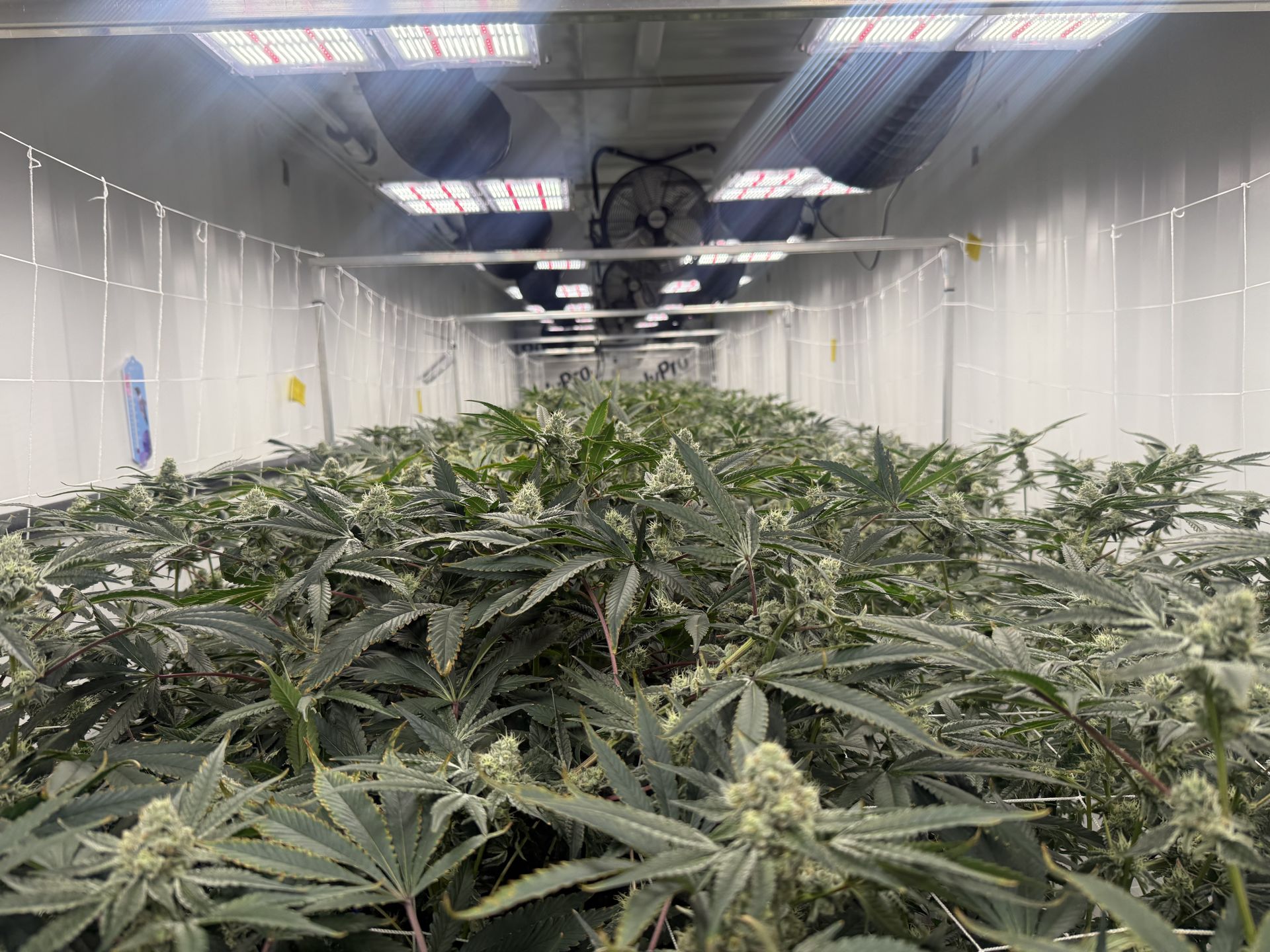 Flowering canopy inside an MS Mary grow pod
