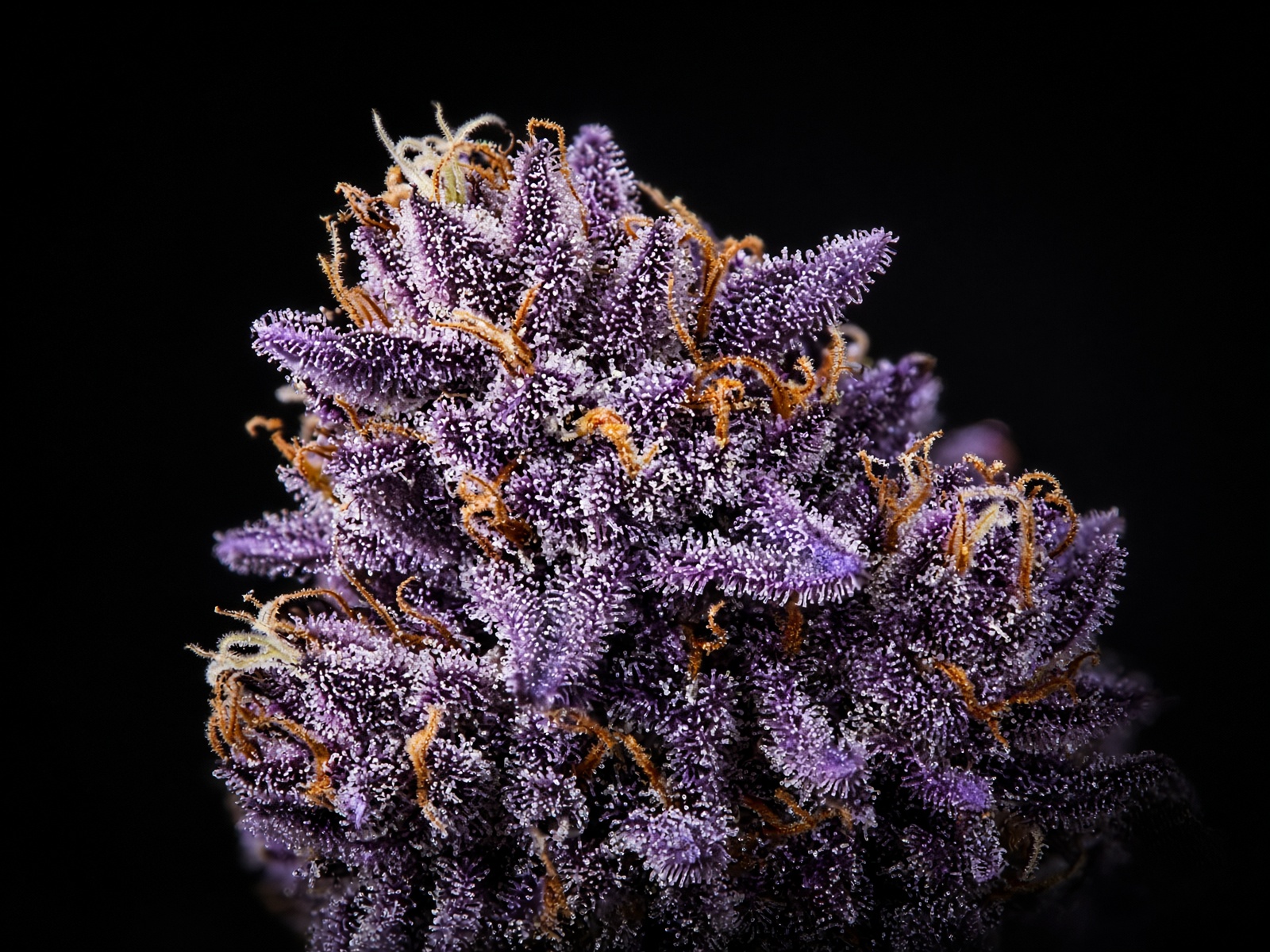 Purple Chem Dawg flower