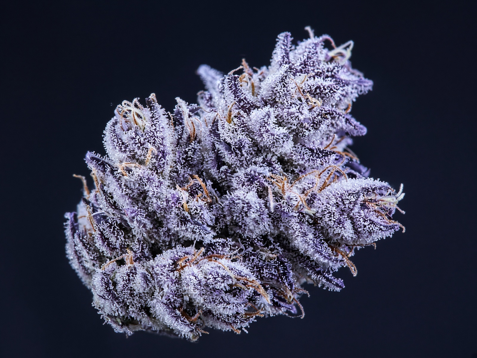 Purple Ice Water flower