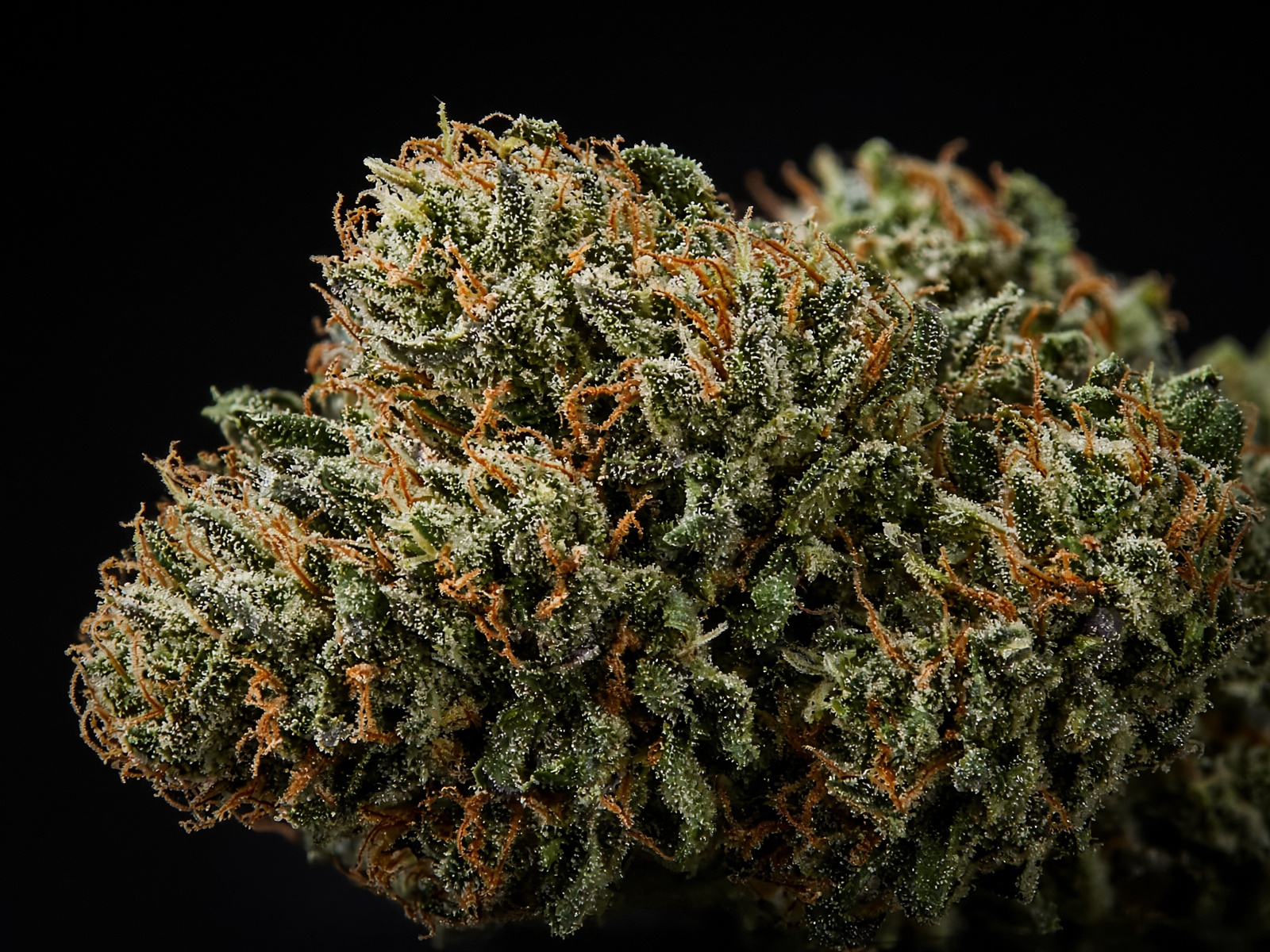 Starfish OG flower