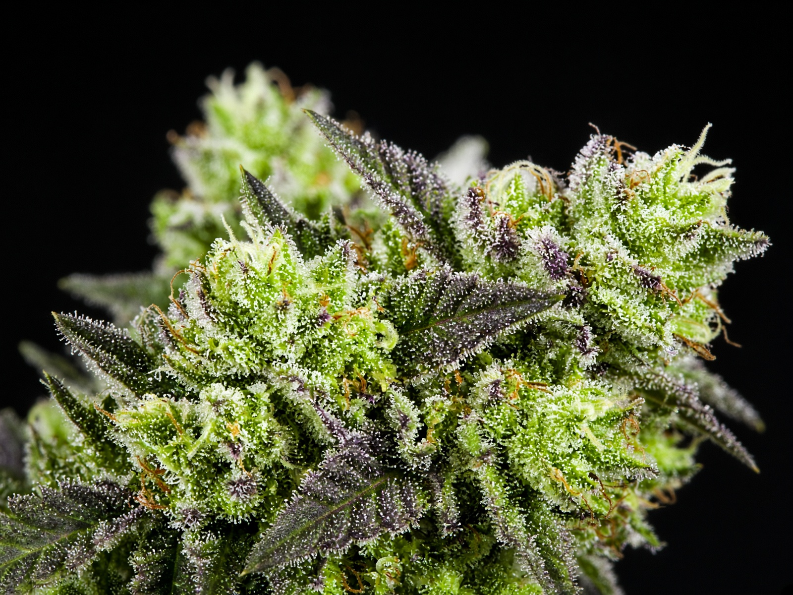 Super Boof flower